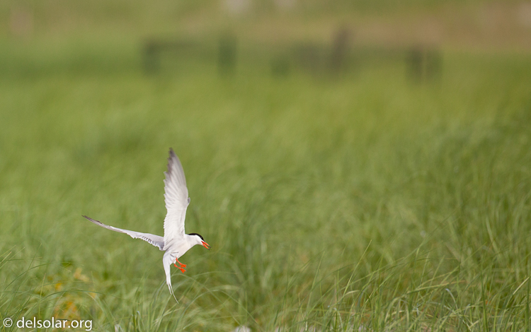 Canon EOS 5D Mark II  --  500 mm  --  EF500mm f/4L IS USM  