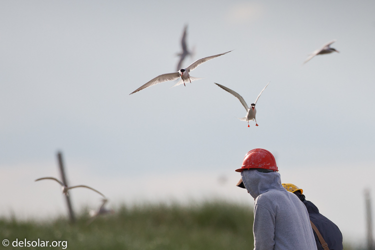 Canon EOS 5D Mark II  --  500 mm  --  EF500mm f/4L IS USM  