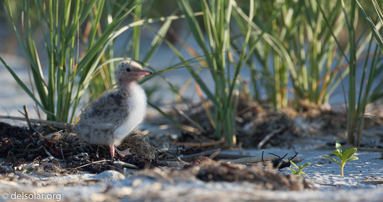 Canon EOS 5D Mark II  --  500 mm  --  EF500mm f/4L IS USM  