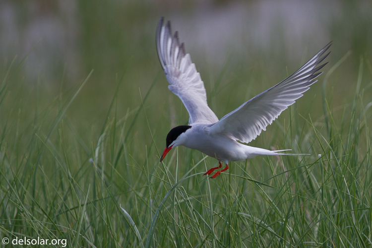 Canon EOS 7D  --  400 mm  --  EF400mm f/5.6L USM  