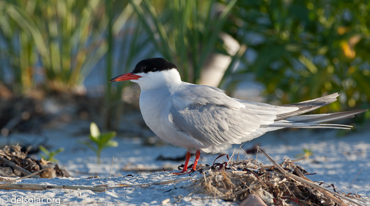 Canon EOS 5D Mark II  --  500 mm  --  EF500mm f/4L IS USM  