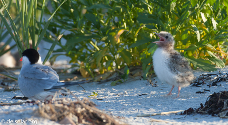 Canon EOS 5D Mark II  --  500 mm  --  EF500mm f/4L IS USM  