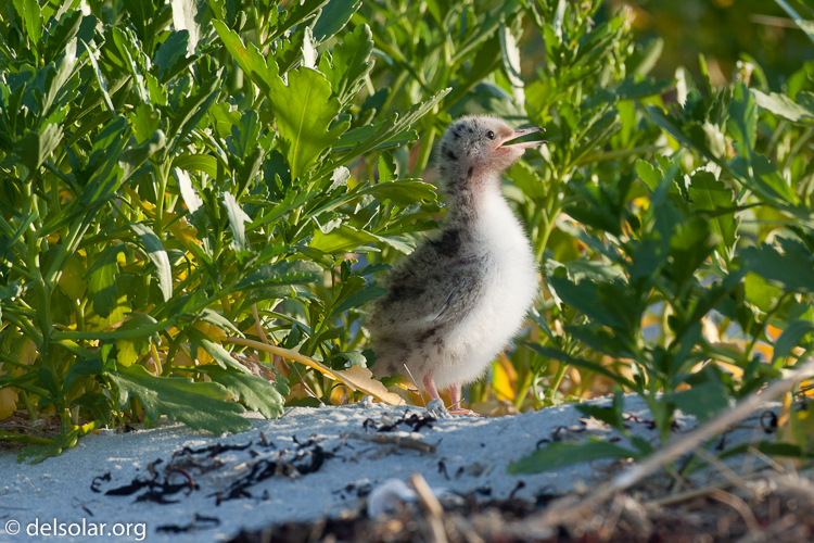 Canon EOS 5D Mark II  --  500 mm  --  EF500mm f/4L IS USM  