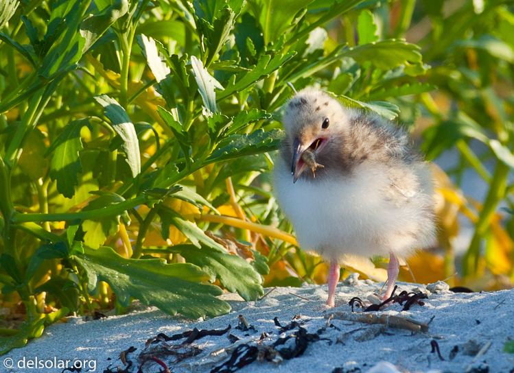 Canon EOS 5D Mark II  --  500 mm  --  EF500mm f/4L IS USM  