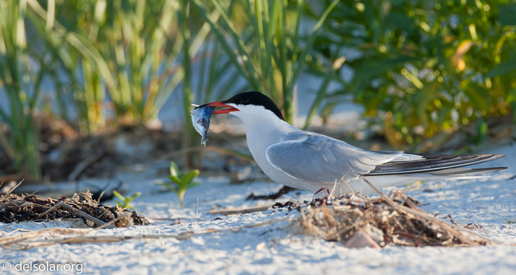 Canon EOS 5D Mark II  --  500 mm  --  EF500mm f/4L IS USM  