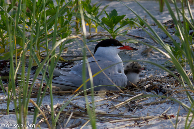 Canon EOS 7D  --  400 mm  --  EF400mm f/5.6L USM  