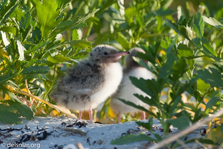 Canon EOS 5D Mark II  --  500 mm  --  EF500mm f/4L IS USM  