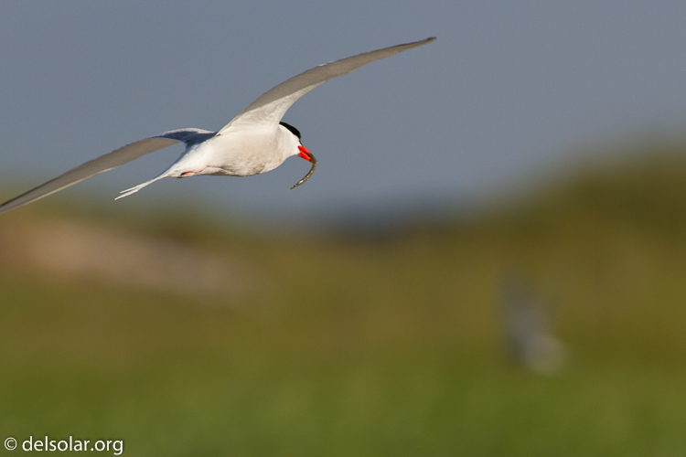 Canon EOS 7D  --  400 mm  --  EF400mm f/5.6L USM  