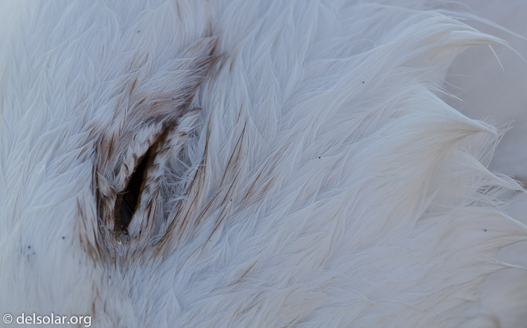 Canon EOS 5D Mark II  --  100 mm  --  EF100mm f/2.8 Macro USM  