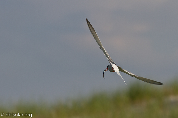 Canon EOS 7D  --  400 mm  --  EF400mm f/5.6L USM  