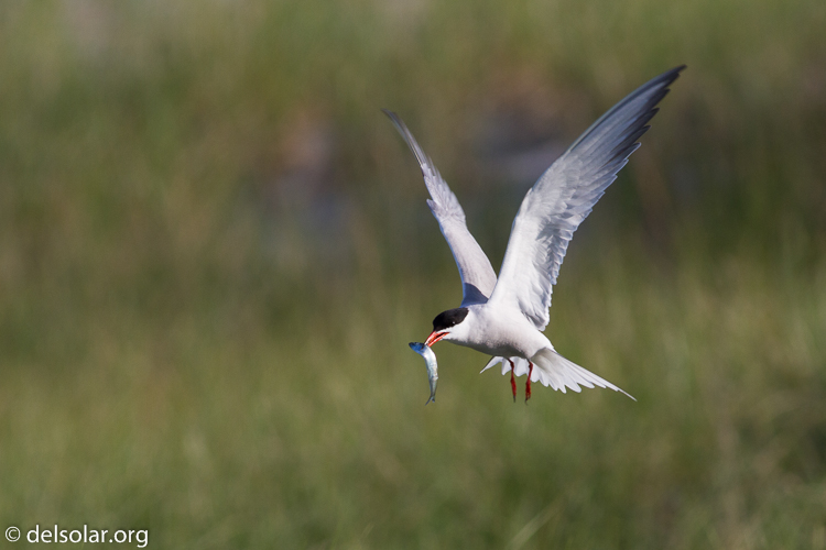 Canon EOS 7D  --  400 mm  --  EF400mm f/5.6L USM  