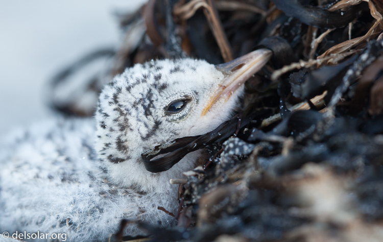 Canon EOS 5D Mark II  --  100 mm  --  EF100mm f/2.8 Macro USM  