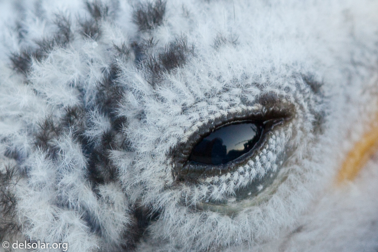 Canon EOS 5D Mark II  --  100 mm  --  EF100mm f/2.8 Macro USM  