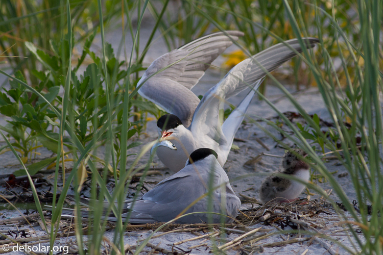 Canon EOS 7D  --  400 mm  --  EF400mm f/5.6L USM  