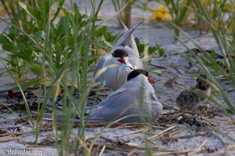 Canon EOS 7D  --  400 mm  --  EF400mm f/5.6L USM  