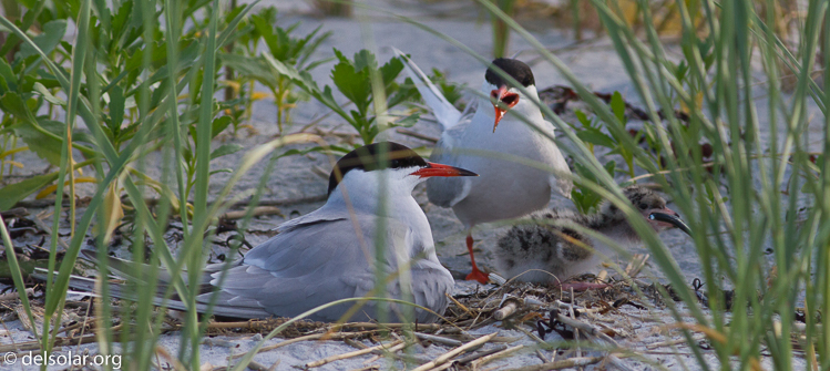 Canon EOS 7D  --  400 mm  --  EF400mm f/5.6L USM  