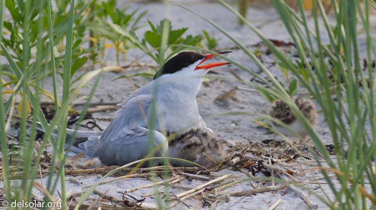 Canon EOS 7D  --  400 mm  --  EF400mm f/5.6L USM  