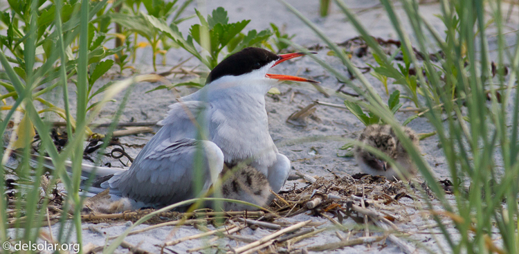 Canon EOS 7D  --  400 mm  --  EF400mm f/5.6L USM  