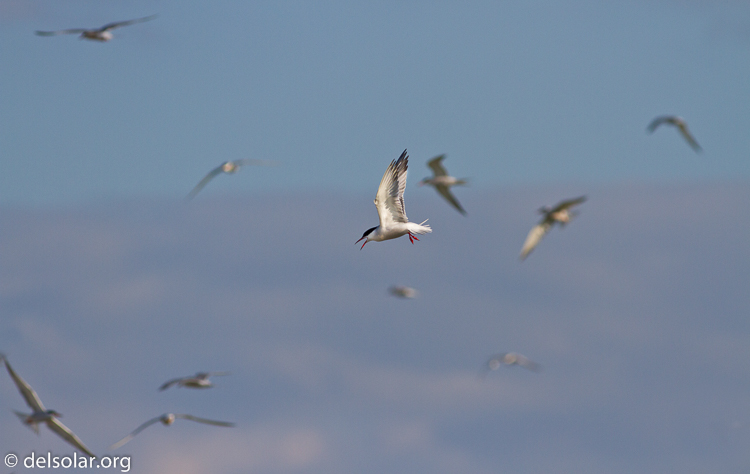 Canon EOS 7D  --  400 mm  --  EF400mm f/5.6L USM  