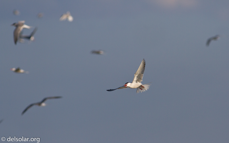 Canon EOS 7D  --  400 mm  --  EF400mm f/5.6L USM  