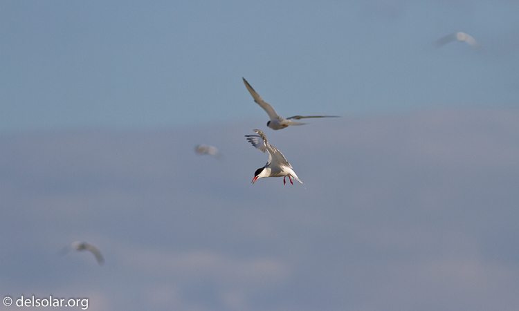 Canon EOS 7D  --  400 mm  --  EF400mm f/5.6L USM  