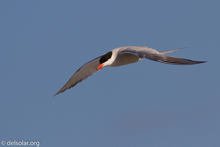 Canon EOS 7D  --  400 mm  --  EF400mm f/5.6L USM  