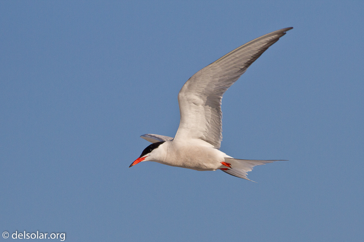 Canon EOS 7D  --  400 mm  --  EF400mm f/5.6L USM  