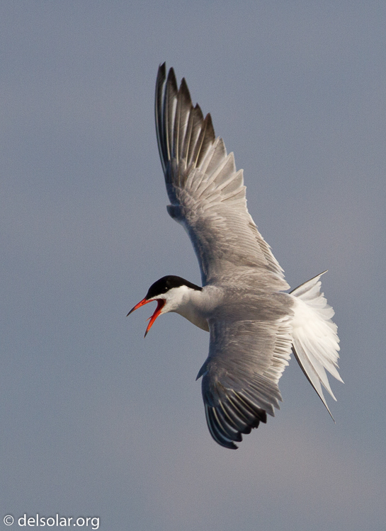 Canon EOS 7D  --  400 mm  --  EF400mm f/5.6L USM  