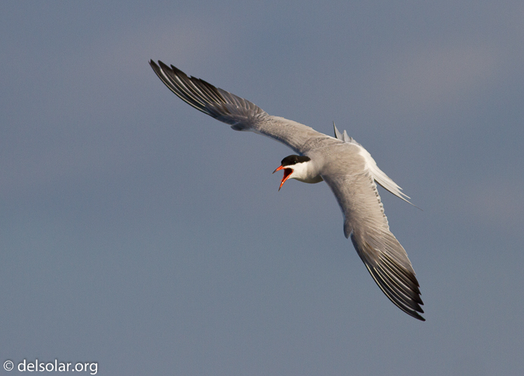 Canon EOS 7D  --  400 mm  --  EF400mm f/5.6L USM  