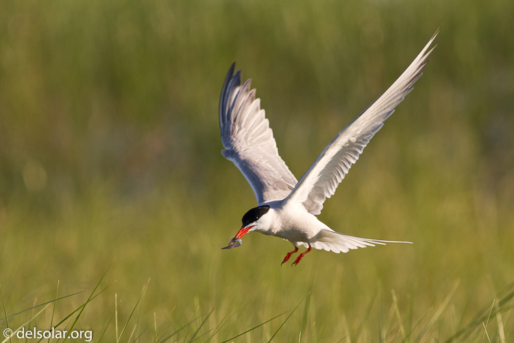 Canon EOS 7D  --  400 mm  --  EF400mm f/5.6L USM  