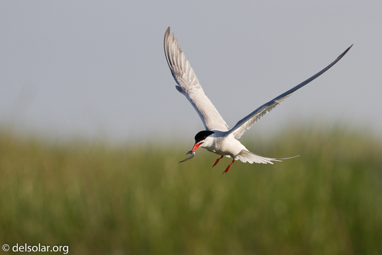 Canon EOS 7D  --  400 mm  --  EF400mm f/5.6L USM  