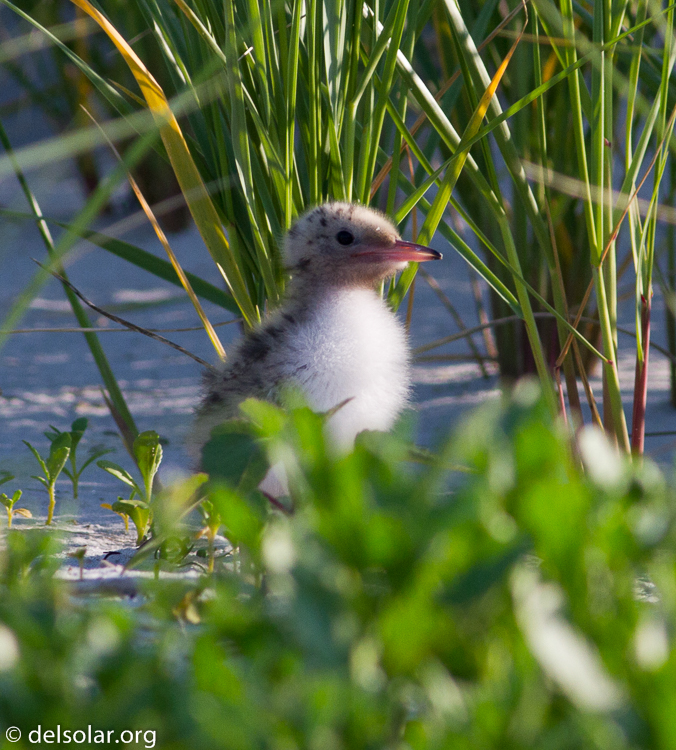 Canon EOS 7D  --  400 mm  --  EF400mm f/5.6L USM  