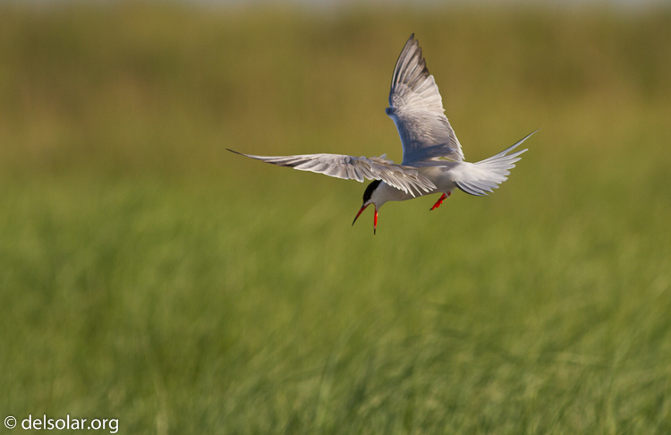 Canon EOS 7D  --  400 mm  --  EF400mm f/5.6L USM  