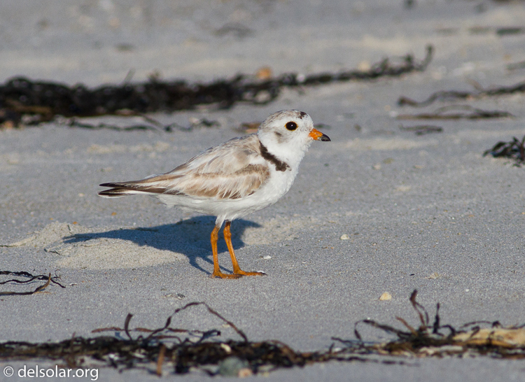 Canon EOS 7D  --  400 mm  --  EF400mm f/5.6L USM  