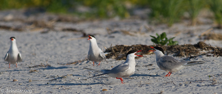 Canon EOS 7D  --  400 mm  --  EF400mm f/5.6L USM  