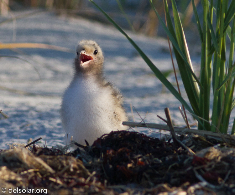 Canon EOS 7D  --  400 mm  --  EF400mm f/5.6L USM  
