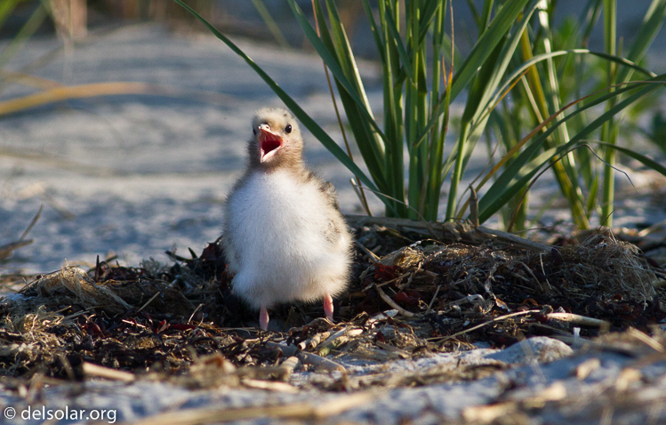Canon EOS 7D  --  400 mm  --  EF400mm f/5.6L USM  