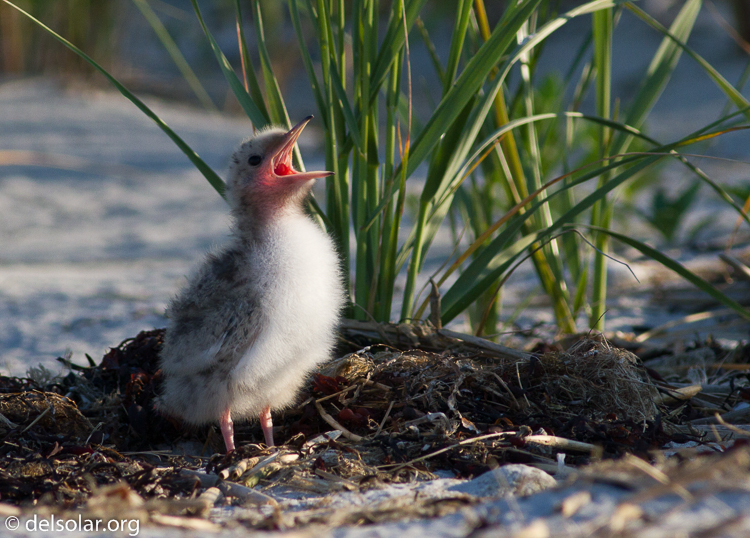Canon EOS 7D  --  400 mm  --  EF400mm f/5.6L USM  