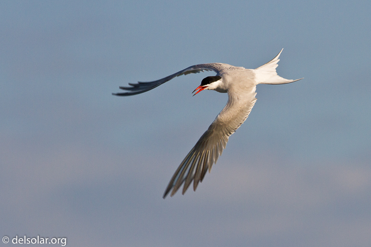 Canon EOS 7D  --  400 mm  --  EF400mm f/5.6L USM  