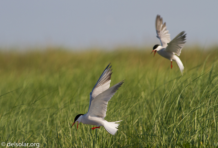 Canon EOS 7D  --  400 mm  --  EF400mm f/5.6L USM  