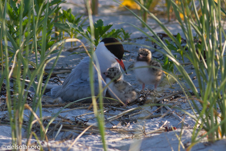 Canon EOS 7D  --  400 mm  --  EF400mm f/5.6L USM  