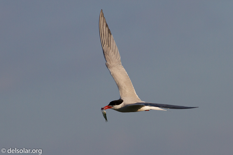 Canon EOS 7D  --  400 mm  --  EF400mm f/5.6L USM  