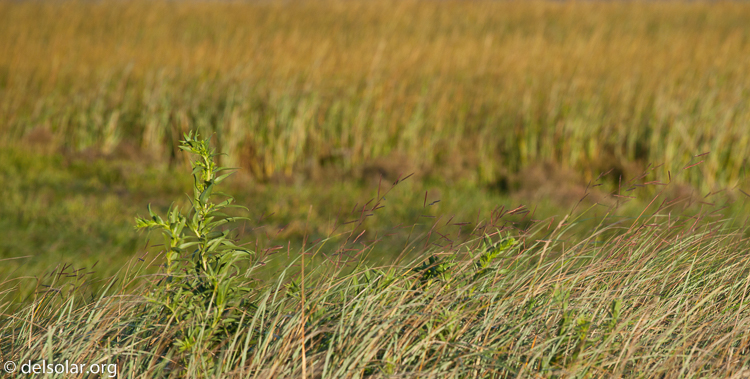 Canon EOS 5D Mark II  --  200 mm  --  EF70-200mm f/4L USM  