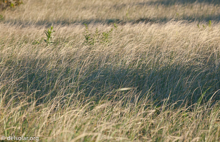 Canon EOS 5D Mark II  --  176 mm  --  EF70-200mm f/4L USM  