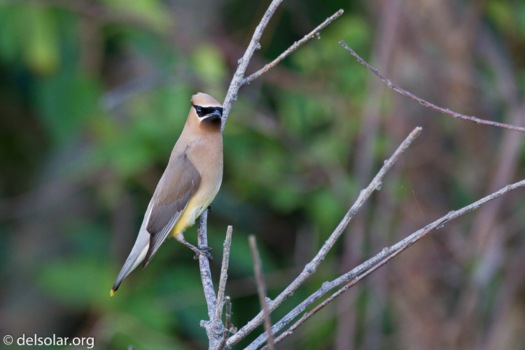 Canon EOS 7D  --  500 mm  --  EF500mm f/4L IS USM  