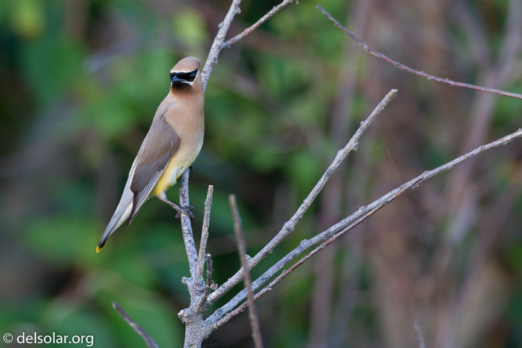 Canon EOS 7D  --  500 mm  --  EF500mm f/4L IS USM  