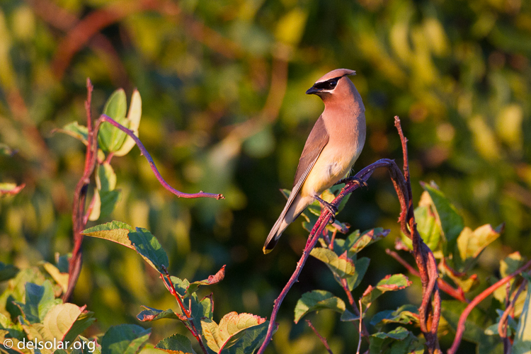 Canon EOS 7D  --  500 mm  --  EF500mm f/4L IS USM  