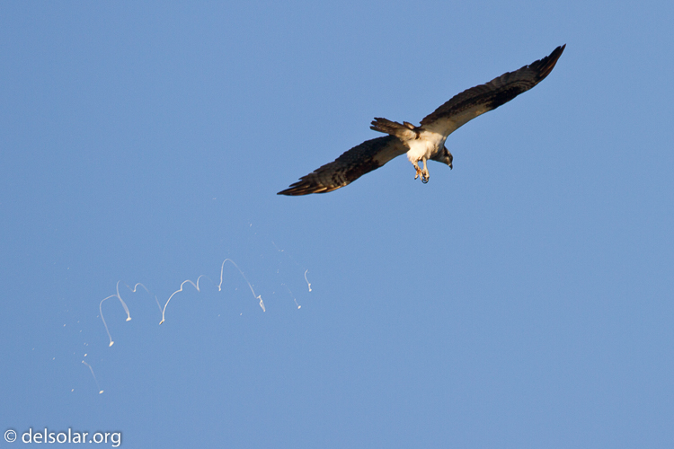 Canon EOS 7D  --  500 mm  --  EF500mm f/4L IS USM  