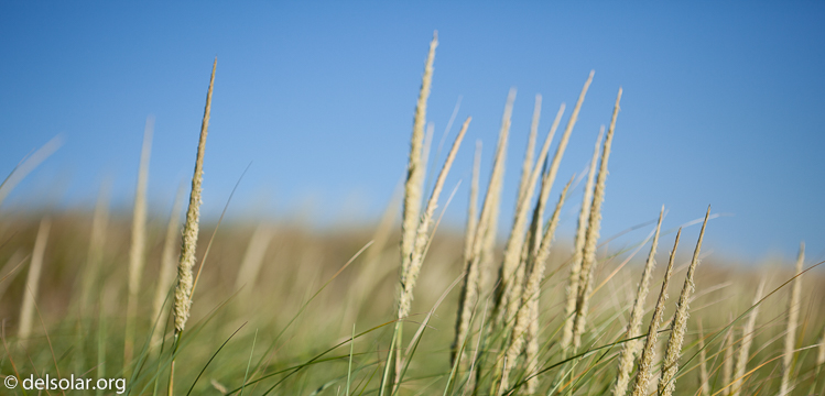 Canon EOS 5D Mark II  --  100 mm  --  EF100mm f/2.8 Macro USM  