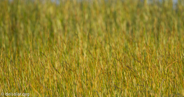 Canon EOS 7D  --  500 mm  --  EF500mm f/4L IS USM  